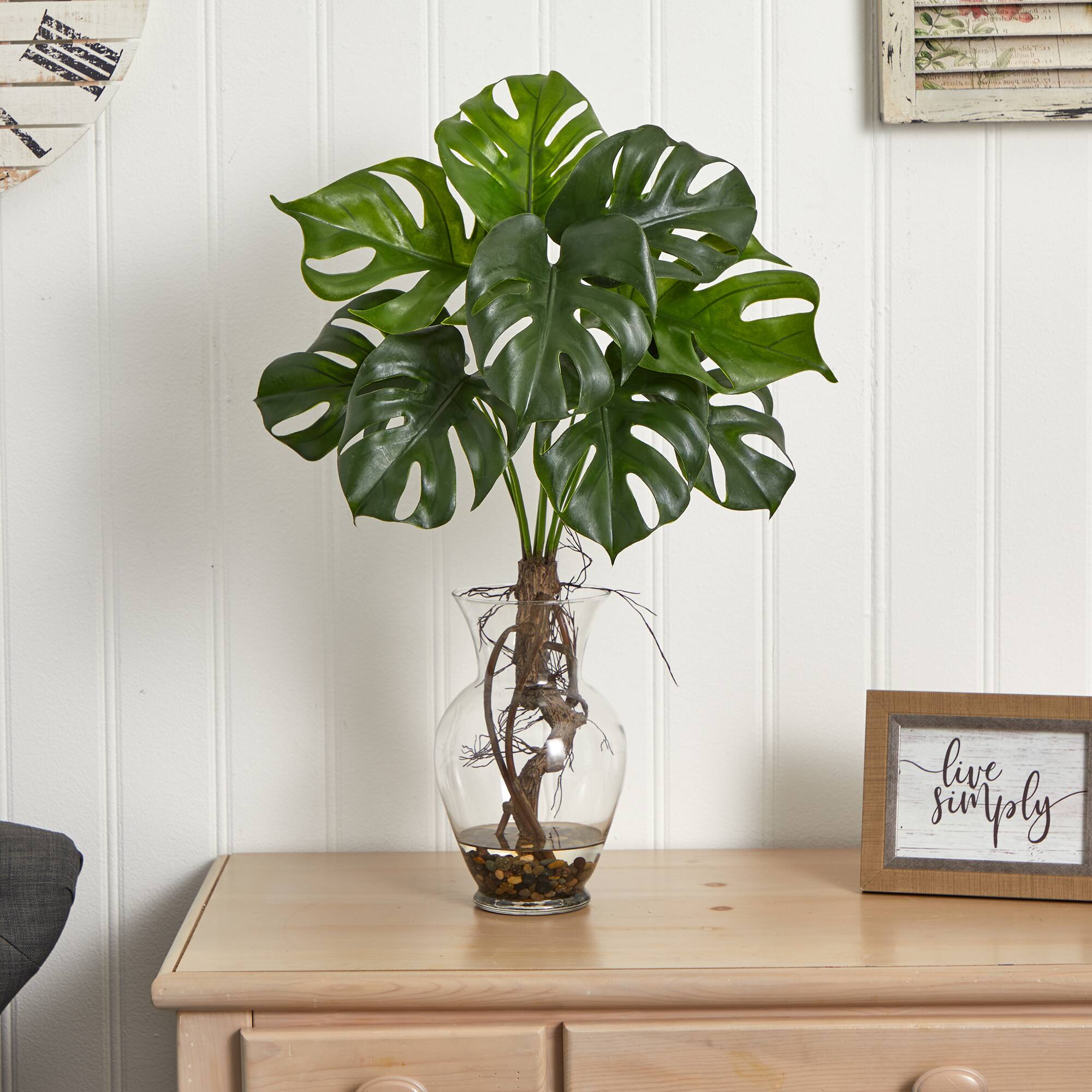 2ft. Monstera Plant in Glass Vase